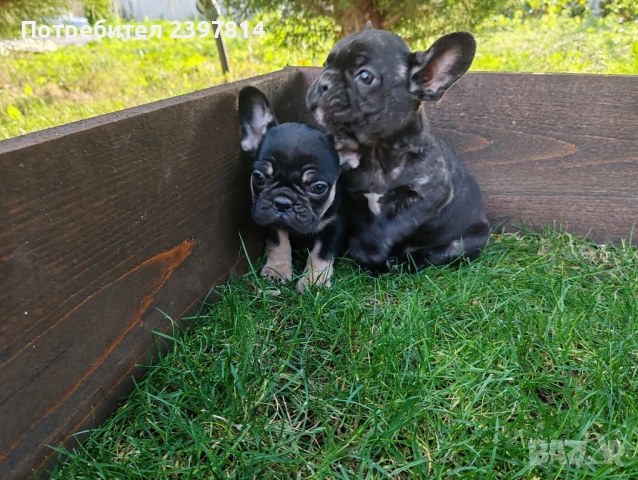 Френски булдог , снимка 11 - Френски булдог - 52372599