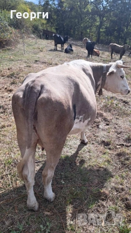 Продавам месодайна крава цена , снимка 8 - Крави - 52007516