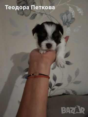 мини йоркширски териер биро , снимка 1