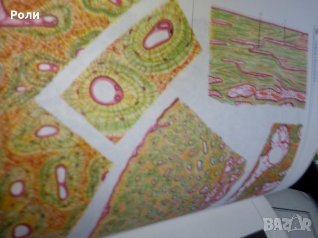 Атлас по ГИСТОЛОГИИ и ЕМБРИОЛОГИИ от И.В.Алмазов, Л.С.Сутулов, снимка 5 - Специализирана литература - 29403540