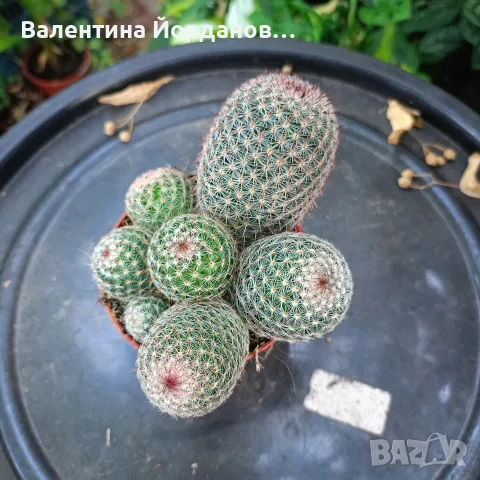 кактус големи растения , снимка 6 - Стайни растения - 56298510