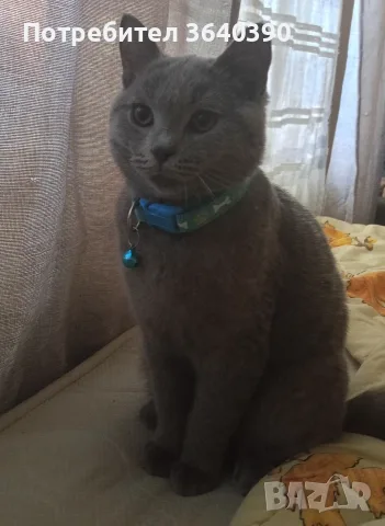 Шотланско коте въспитано 