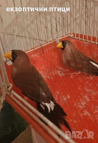 Жълтоклюни, диамантени, червеногърли, снимка 1