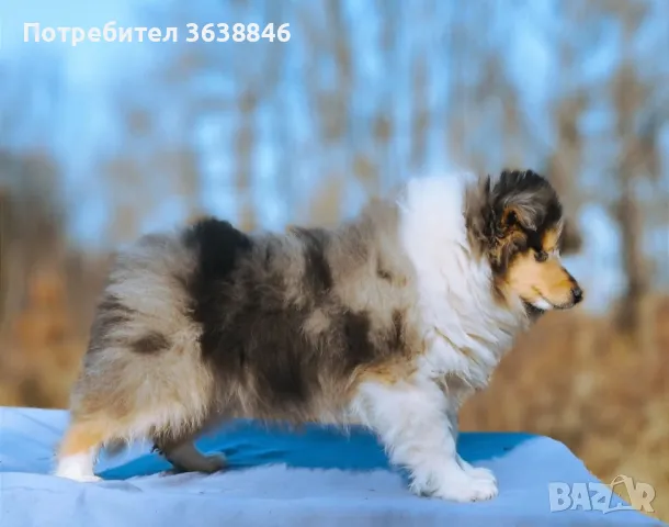 Шотландска овчарка(Коли), снимка 2 - Коли - 49130839