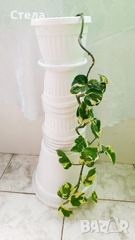 комплект цветя 10 евро , снимка 8 - Стайни растения - 53144265