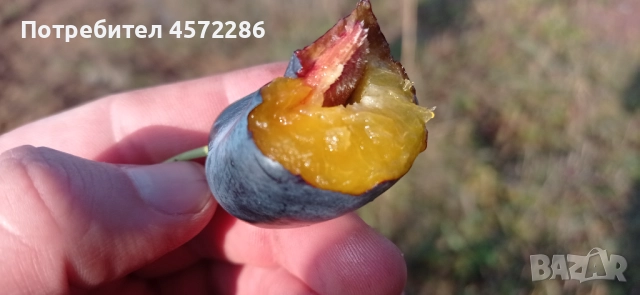 Продавам сливи за ракия - Стенлей, снимка 1