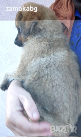 Подаряваме кученца бездомничета пухени бобчета, снимка 8 - Други - 52430271