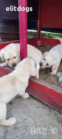 Лабрадор, снимка 6 - Лабрадор ретривър - 42930748