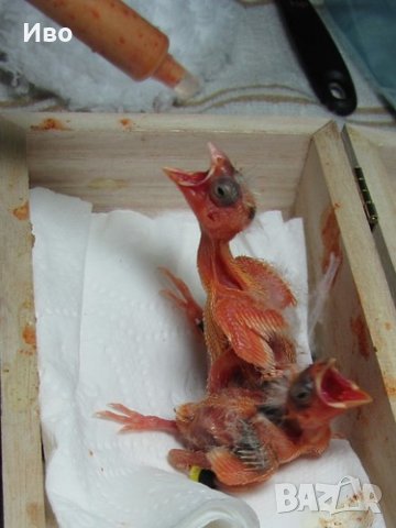 Ръчно хранене, снимка 2 - Папагали - 44222734