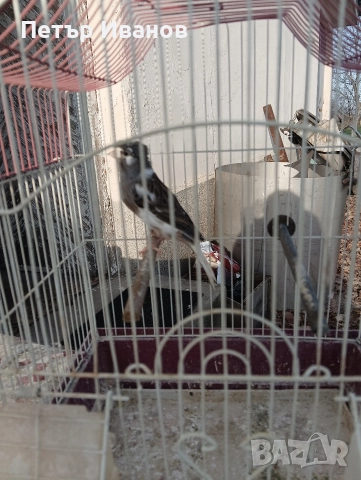 Канарчета млади 2025г. и 2024г.