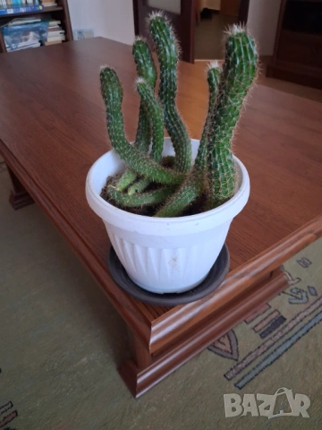 Кактус - две саксии, снимка 6 - Стайни растения - 52295804