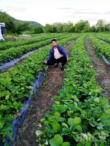 качествен разсад , снимка 7 - Разсади - 52070640