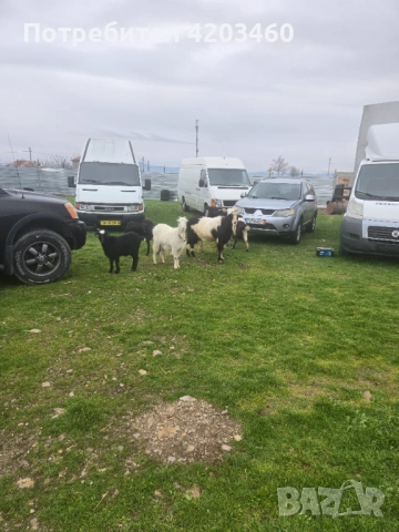 Кози, снимка 2 - Кози - 53057716