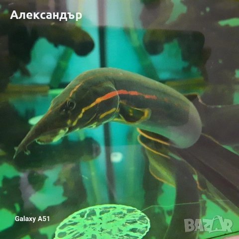 рибки и аквариум, снимка 2 - Рибки - 53109167