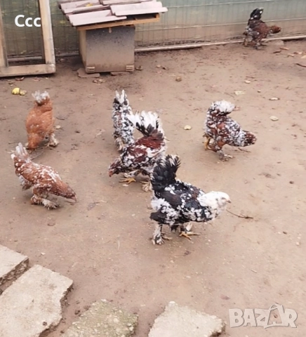 Югозападни ярки