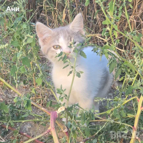 Котета на два месеца и майката на една годинка