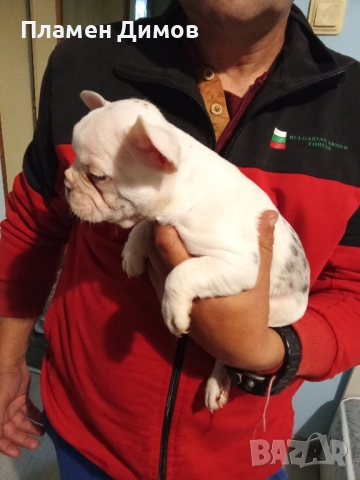 френски булдог синьо мерле и синьо женско и мъжки  готови за нивите стопани, снимка 1