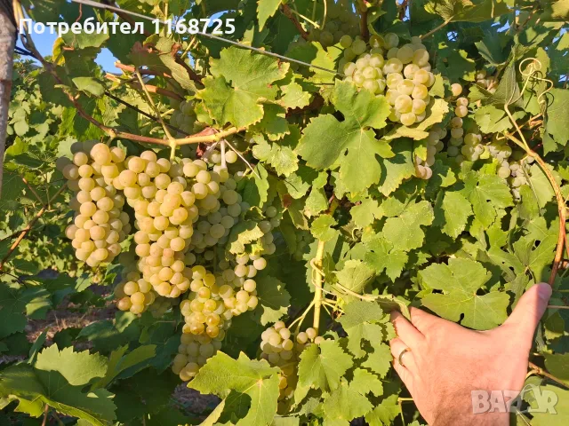 Мускат отонел грозде, снимка 3 - Градински цветя и растения - 55754825