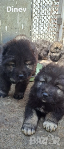 Кавказки овчарки , снимка 4 - Кавказка овчарка - 53990762