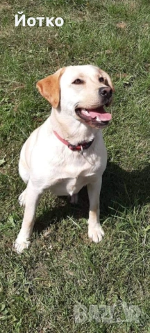 Лабрадор ретривър , снимка 13 - Лабрадор ретривър - 54189754