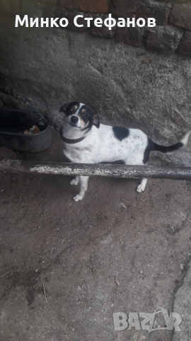 Продавам куче породата му е между Джак ръсел и Ratonero Bodeguero Andaluz- Рат Териер, снимка 2 - Джак ръсел териер - 44760554