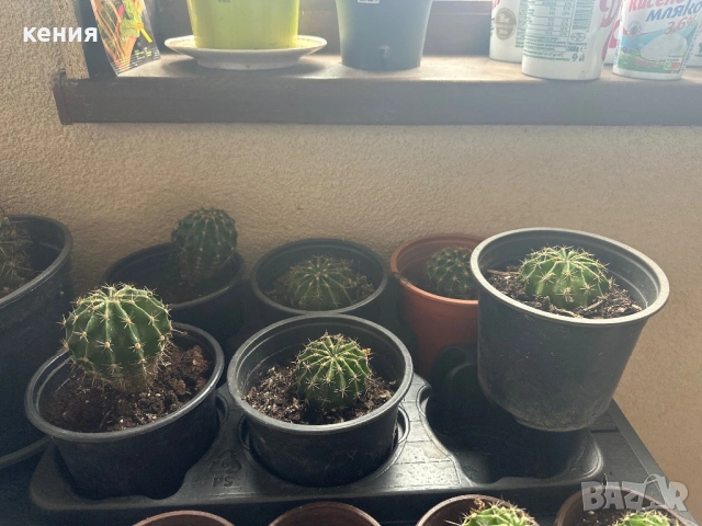 Кактуси -различни размери , снимка 5 - Стайни растения - 53933143