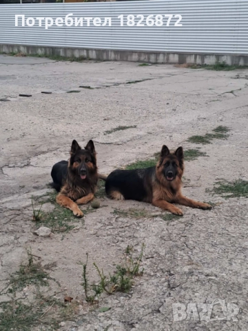 Продавам малки кученца - Немска овчарка, снимка 3 - Немска овчарка - 52060545