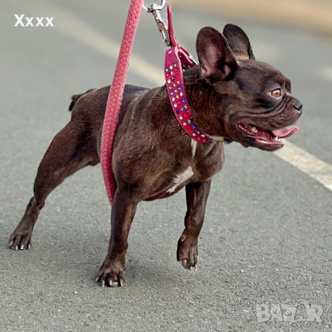 Френски булдог - мини шоколадов и изабела тан стандарт  - две женски