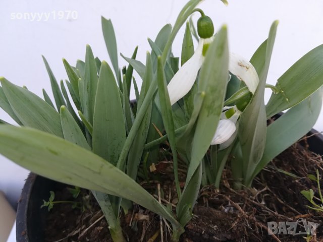 КОКИЧЕНЦА-ГРЪМ В САКЦИЯ 1902240804, снимка 14 - Градински цветя и растения - 44363362