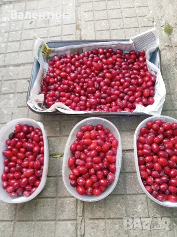 Домашни свежи дренки 