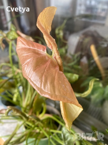 Сингониум-розов