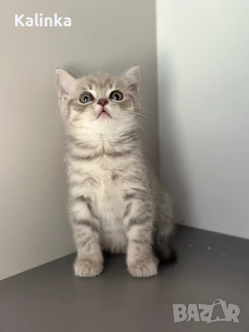 Британско късокосместо таби, снимка 15 - Британска късокосместа - 50895217