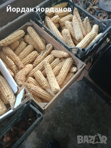 продавам бяла царевица , снимка 3 - Сортови семена и луковици - 52339346