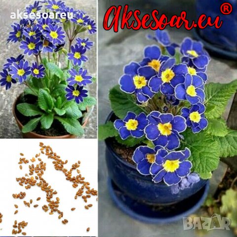 100 бр редки семена от цвете цветя синя вечерна иглика лесни за засаждане в градината градински деко, снимка 4 - Стайни растения - 37707697