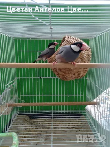 продавам двойка оризарки, снимка 1