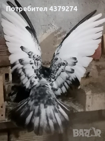 Николаевски пеперуди, снимка 6 - Гълъби - 54031886