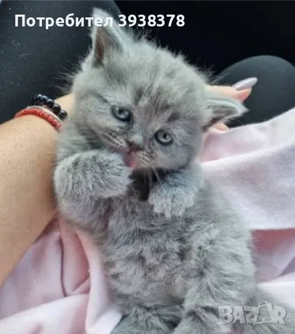 Британско коте женско
