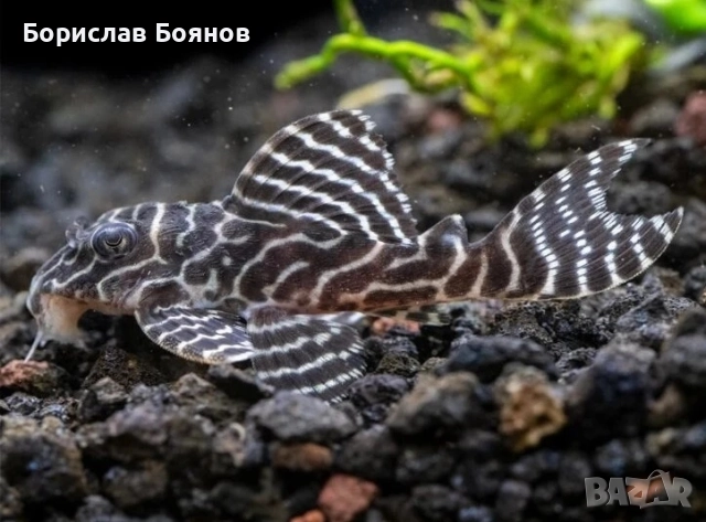 L333 King Tiger Pleco - 5см. 
