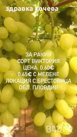 Грозде за ракия