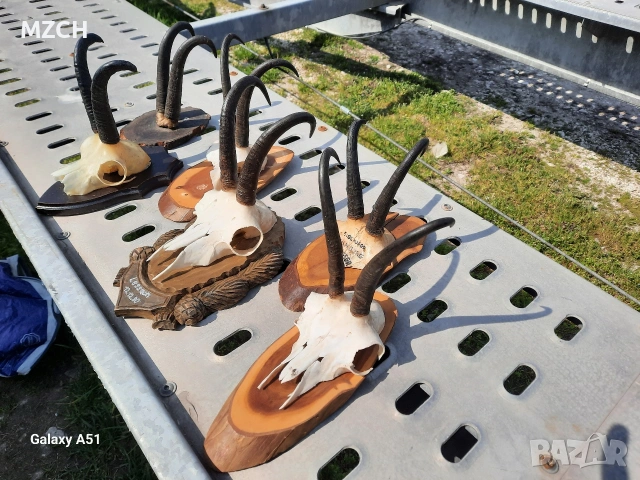 Трофей от дива коза. , снимка 5 - Декорация за дома - 54046259