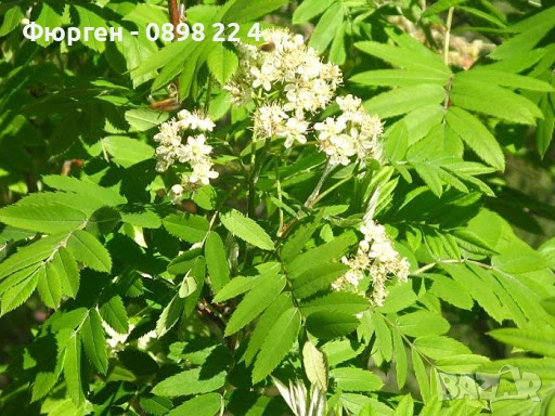 Скоруша - Sorbus domestica, снимка 5 - Разсади - 52109027