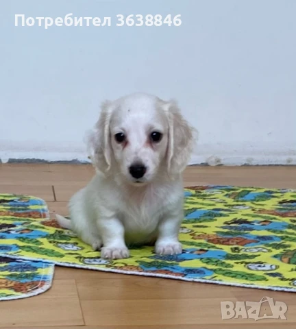 миниатюрен дългокосмест дакел, снимка 2 - Дакели - 51332954