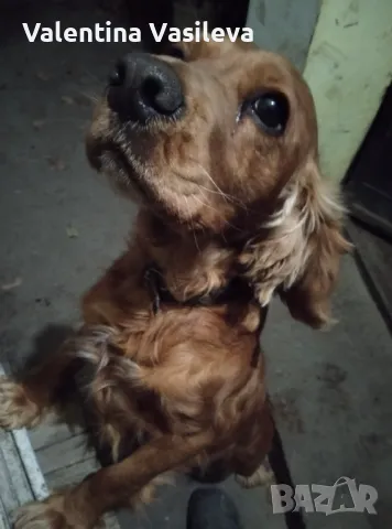 Мъжки английски кокер шпаньол