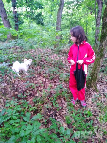 Млада женска, порода немски шпиц