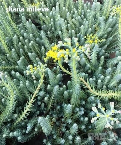 Седум „Син Смърч“, Sedum „Blue Spruce“