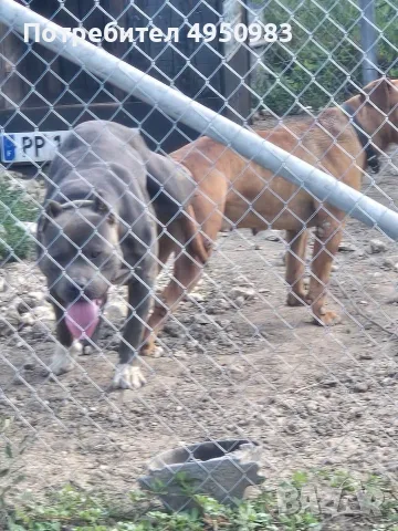 American Pitbull Terier X American bully, снимка 6 - Питбул - 56102706