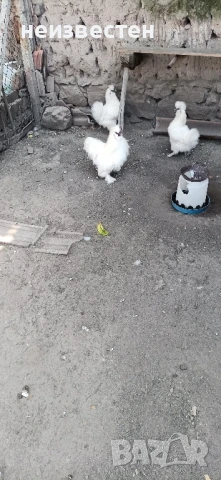 Продавам декоративни птици , снимка 9 - Гълъби - 50857848