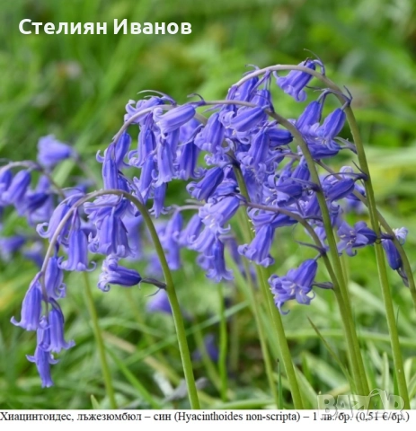 Хиацинтоидес, лъжезюмбюл – син (Hyacinthoides non-scripta) – луковици