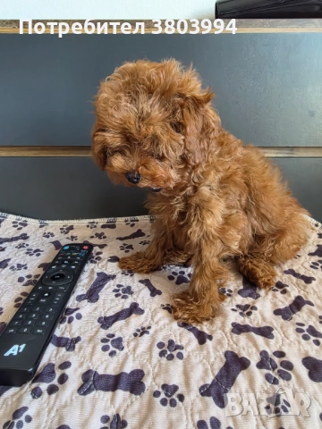 Уникални Той пудел момичета. , снимка 8 - Пудели - 54131488