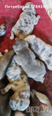 Френски булдог Мерле КОЛЕДНИ 